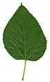 Leaf of Morus alba