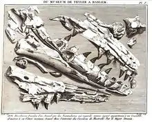 The Teylers mosasaurus as published by Faujas de Saint-Fond in 1799