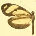 M. p. amelina female