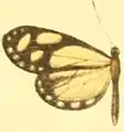 M. p. ithomia