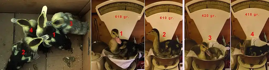 Domestic ducklings after 25 days, left perhaps little distinction, the weight makes it clear that the male (1 and 2) are already heavier than the females (3 and 4).
