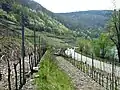 11. New terraces and diagonally running planting on espalier wires: Moselweisser Hamm