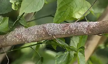 hidden on branch, Montagne d’Ambre