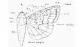 Wing and body of a moth (from South Moths of the British Isles)  Figure 4