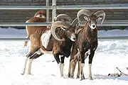 Brown bovids