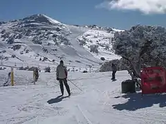 Blue Cow, Perisher