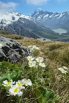 Plants growing in alpine scrub in Aoraki / Mount Cook National Park