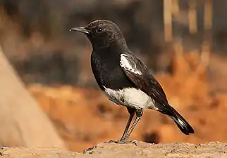 male with dusky crown (nominate race)