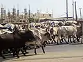 Herd of oxen on the road(2019).