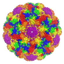 A rendered capsid image with the symmetry-related VP1 monomers shown in different colors and centered on a strict pentamer, producing a radial symmetry effect.
