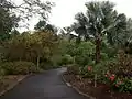 Mt Coot-tha Botanic Gardens