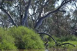habitat, Macquarie Marshes