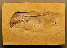 Fossil of crown group coleoid on a slab of Jurassic rock from Germany