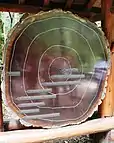 A cross-section of a redwood tree with labels on rings indicating historic events