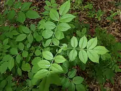 Foliage