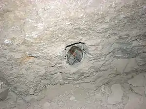 Mummified skull in niche of burial chamber.