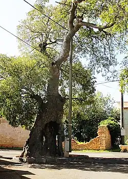 The mediterranean Ladonja tree ,C. australis (planted in the early 16th century)