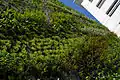 Vertical garden of the Arche du rond point du Grand Théâtre de Provence, in Aix-en-Provence (2008).