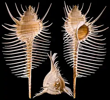 Foliated (fringed with spines) lip of Murex pecten