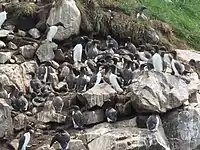 A group of common murres stands on a rocky shoreline