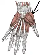 The muscles of the right hand. Palmar surface.