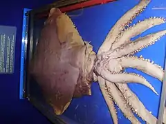 Dana octopus squid(Taningia danae)