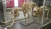 Pygmy elephant skeletons