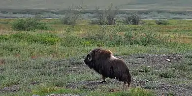 Muskox (Ovibos moschatus), Dalton Highway (Hwy 11) North Slope Borough, Alaska (10 August 2010)