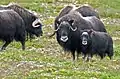 Muskox family