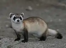 Brown, black, and white mustelid on dirt