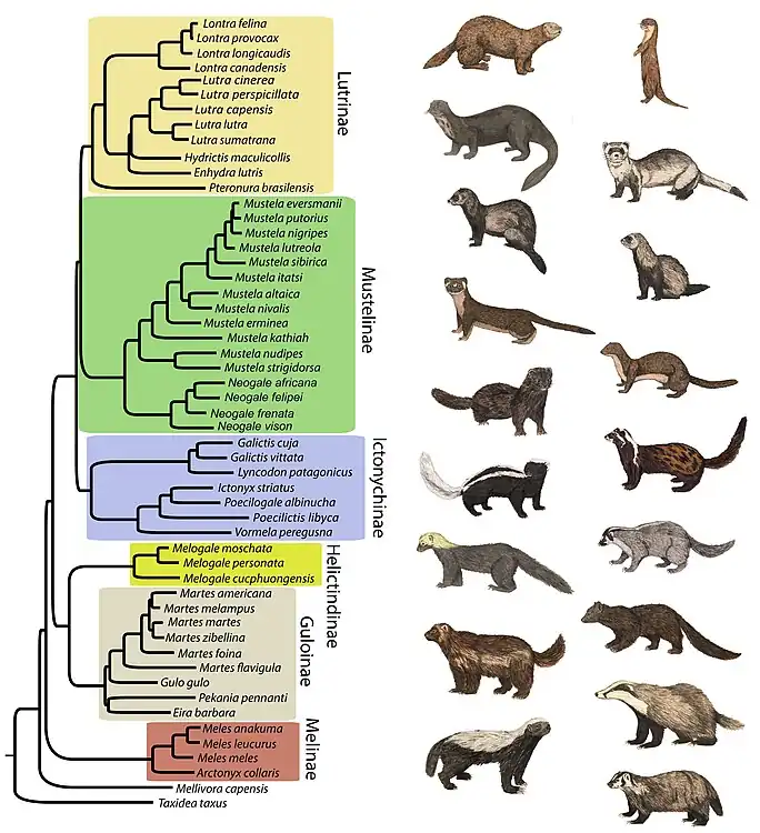 Phylogenetic tree of Mustelidae. Contains 53 of the 79 putative mustelid species.
