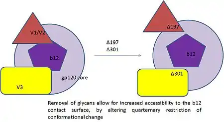 steric occlusion in Env gp120 contributes to resistance by neutralization by monoclonal b12