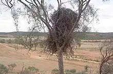 A wedge-tailed eagle's nest in a fruiting leopardwood tree at Mutawintji National Park