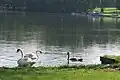 Family of mute swans on a small lake in southern Michigan, U.S.