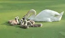 Mute swan and cygnets on a duckweed-covered pond in New York City