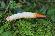 The yellowish-white feet, a diameter of one centimeter to a length of ten centimeters, is topped with a hat-shaped tassel orange to red at first, then becoming black. It looks like a dog's erect phallus