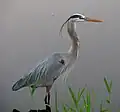 A great blue heron