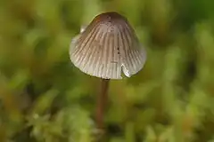 A mushroom with a small cap shaped like a round-tipped cone. It is seen from above, with a delicate stem and gills quite visible through the cap, making brown marks down it.