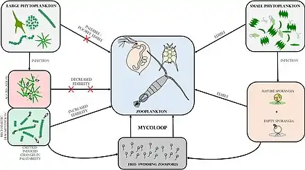 Image 4Mycoloop links between phytoplankton and zooplankton Chytrid‐mediated trophic links between phytoplankton and zooplankton (mycoloop). While small phytoplankton species can be grazed upon by zooplankton, large phytoplankton species constitute poorly edible or even inedible prey. Chytrid infections on large phytoplankton can induce changes in palatability, as a result of host aggregation (reduced edibility) or mechanistic fragmentation of cells or filaments (increased palatability). First, chytrid parasites extract and repack nutrients and energy from their hosts in form of readily edible zoospores. Second, infected and fragmented hosts including attached sporangia can also be ingested by grazers (i.e. concomitant predation). (from Marine fungi)