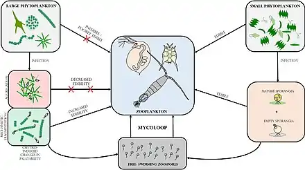 Image 75Mycoloop links between phytoplankton and zooplankton Chytrid‐mediated trophic links between phytoplankton and zooplankton (mycoloop). While small phytoplankton species can be grazed upon by zooplankton, large phytoplankton species constitute poorly edible or even inedible prey. Chytrid infections on large phytoplankton can induce changes in palatability, as a result of host aggregation (reduced edibility) or mechanistic fragmentation of cells or filaments (increased palatability). First, chytrid parasites extract and repack nutrients and energy from their hosts in form of readily edible zoospores. Second, infected and fragmented hosts including attached sporangia can also be ingested by grazers (i.e. concomitant predation). (from Marine fungi)