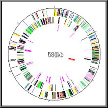 Gene map of "Mycoplasmoides genitalium". Circularly arranged coloured bands are the genes (525 in number) in their position in the DNA. The genome has 580,070 base pairs (580 kb).