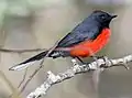 A red-bellied individual from the northern part of the range