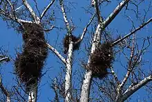 Nests in Zaragoza, Spain