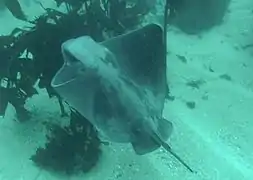 Bat ray off Pt. Lobos.