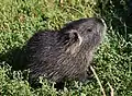 10-day-old baby nutria