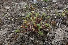 Image of Myosotis hikuwai whole plant and habit