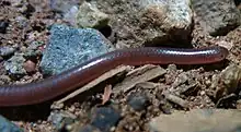 Myriopholis type species; Long-tailed thread snake (M. longicauda)