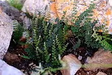 Many small fern leaves, some light green and some dark green, standing up among boulders