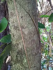 Trunk, detail