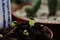 Myrmecodia tuberosa seedling